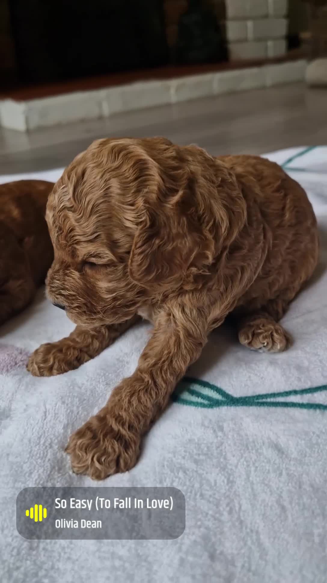 Cavapoo dogs for sale: Beautiful F1b Cavapoo boys looking for loving home in Southampton - Video 1