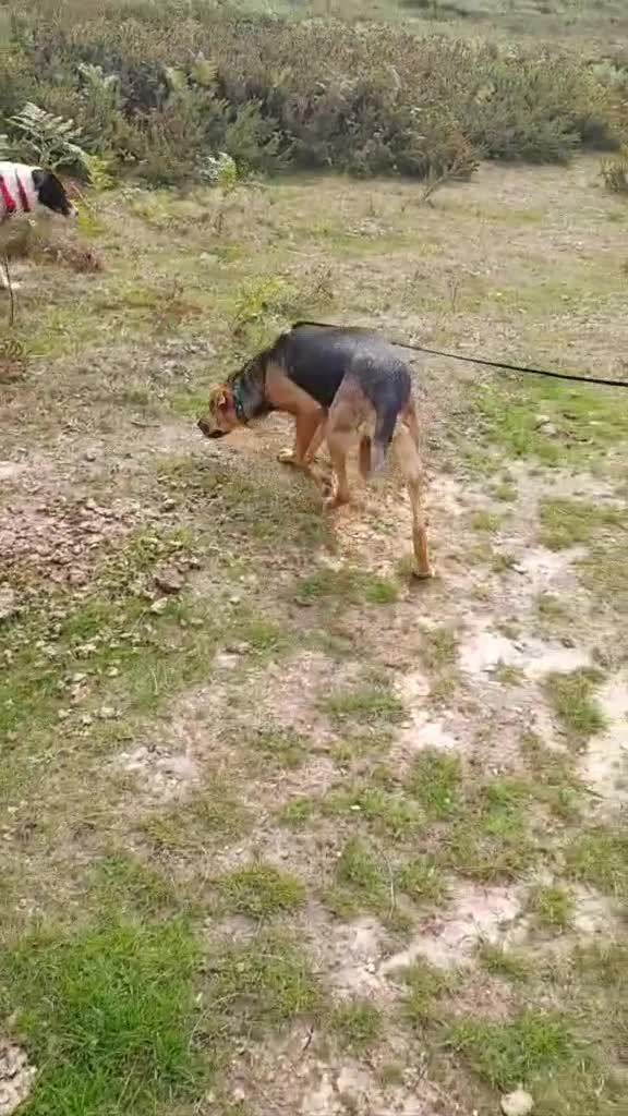 Mixed Breed dogs for adoption: Ruby is looking for her forever home - Video 2