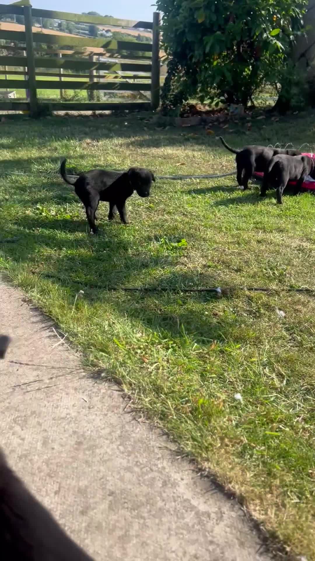 Labrador Retriever dogs for sale: KC Registered Black Labrador Pups 🐾 - Video 3