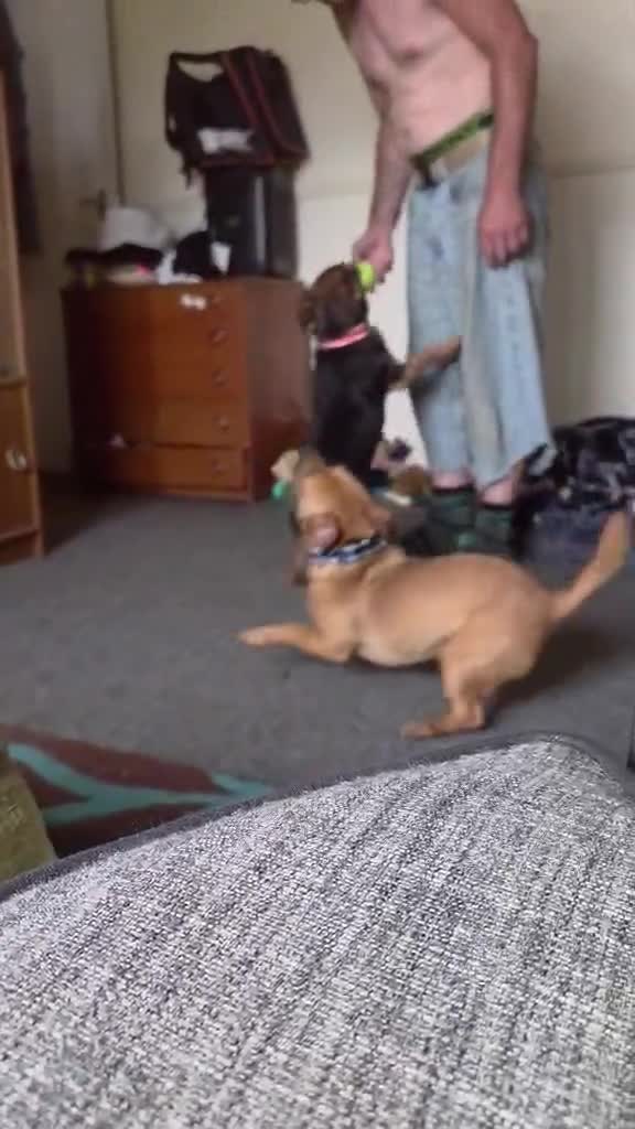 Mixed Breed dogs for sale: Chihuahua x russel - Video 1