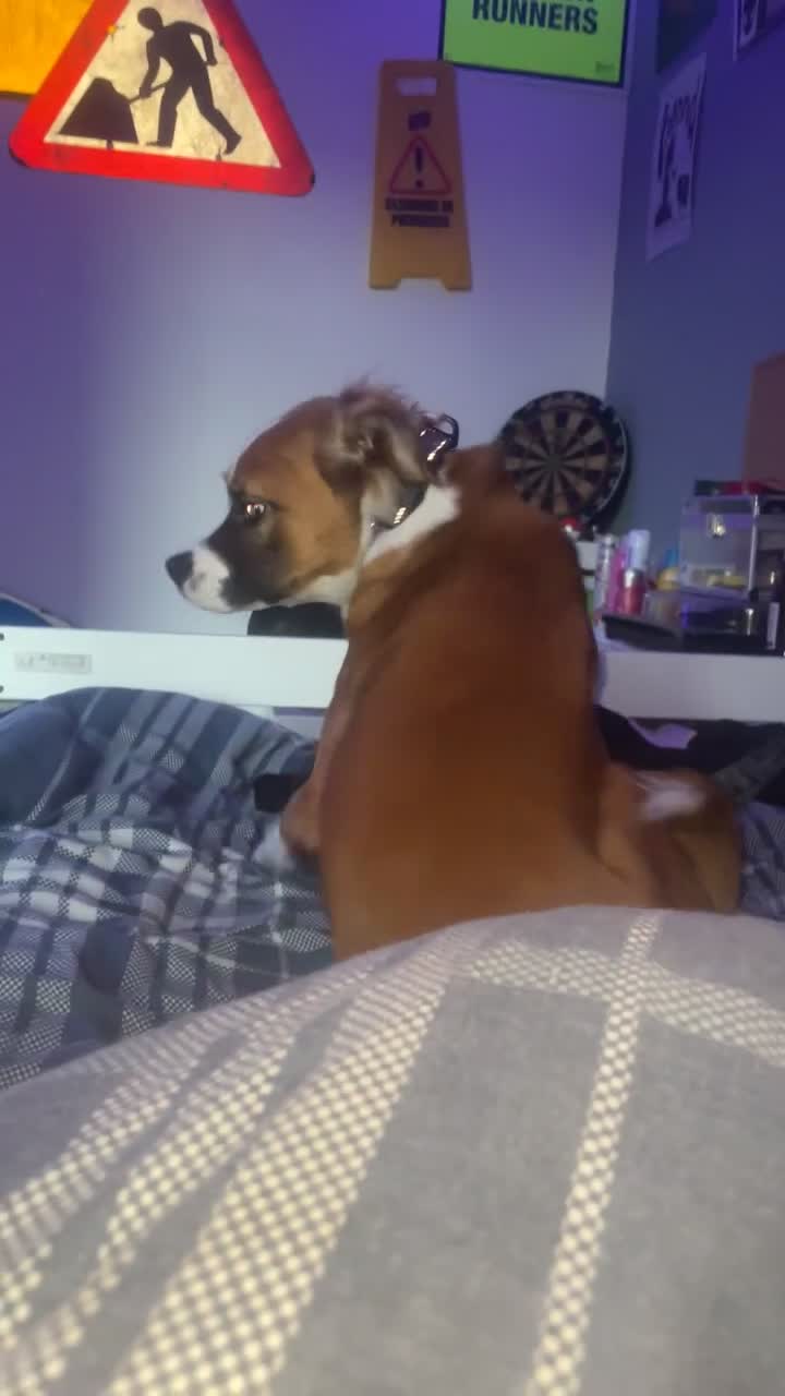 Mixed Breed dogs for sale: puppy in Glasgow - Video 1