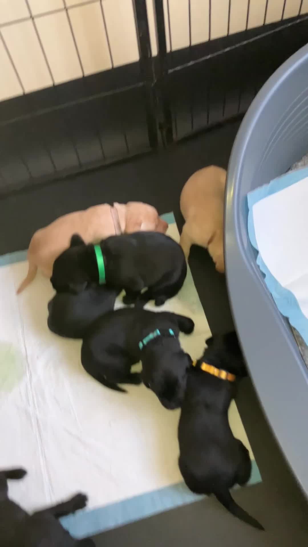 Labrador Retriever dogs for sale: KC registered Labrador puppies - Video 1