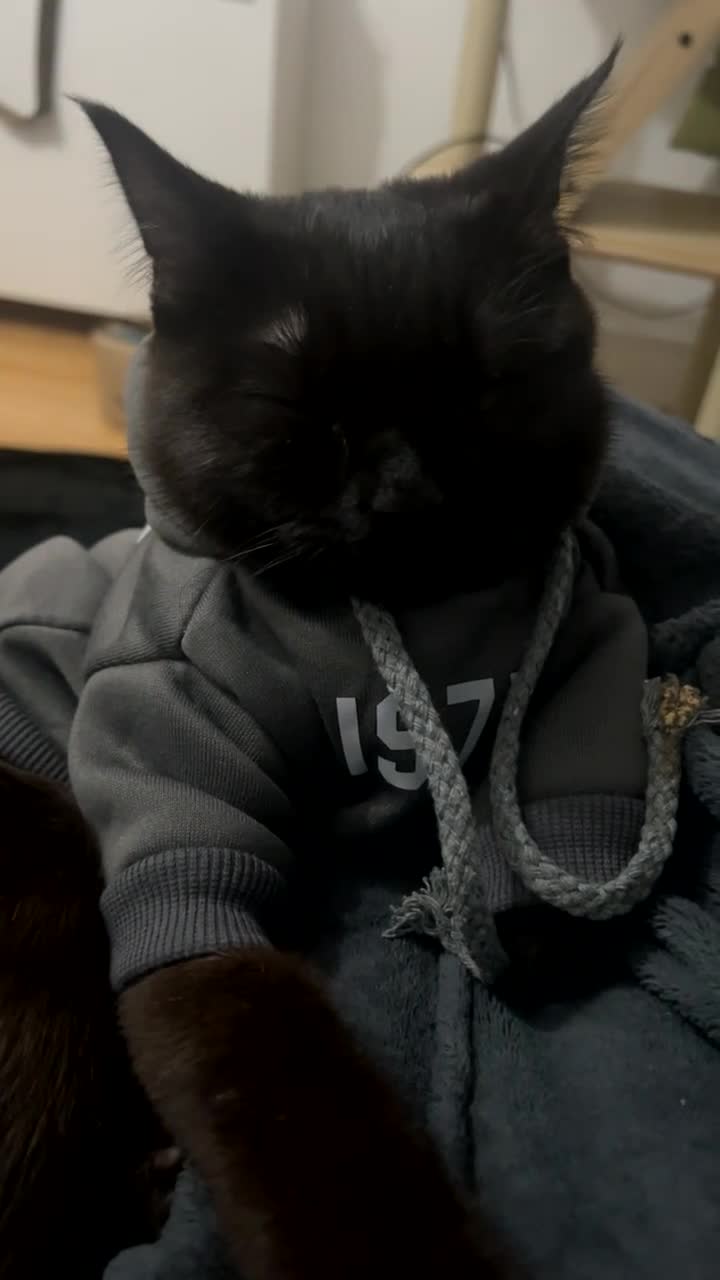 Domestic Shorthair cats for sale: shadow - Video 1