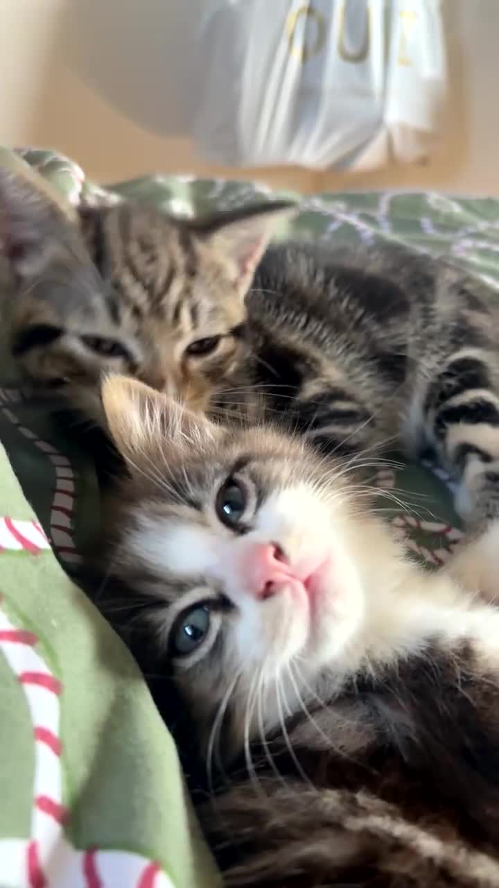Mixed Breed cats for sale: Loving kittens for sale  in Irvine - Video 3