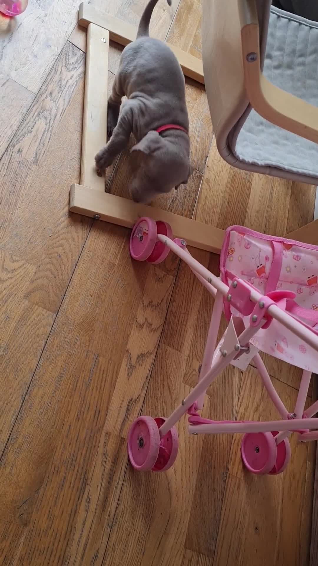 Weimaraner dogs for sale: KC reg Weimaraner pups - Video 2
