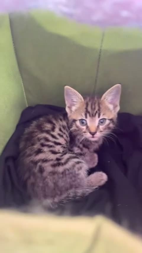 Mixed Breed cats for sale: Cute Kitten for sale! in Bristol - Video 2