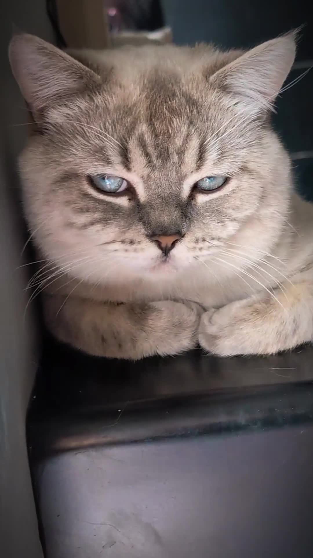 British Shorthair cats for stud: 🏆GCCF & TICA reg🪩BSH COLORPOINT🟥STUD - Video 1