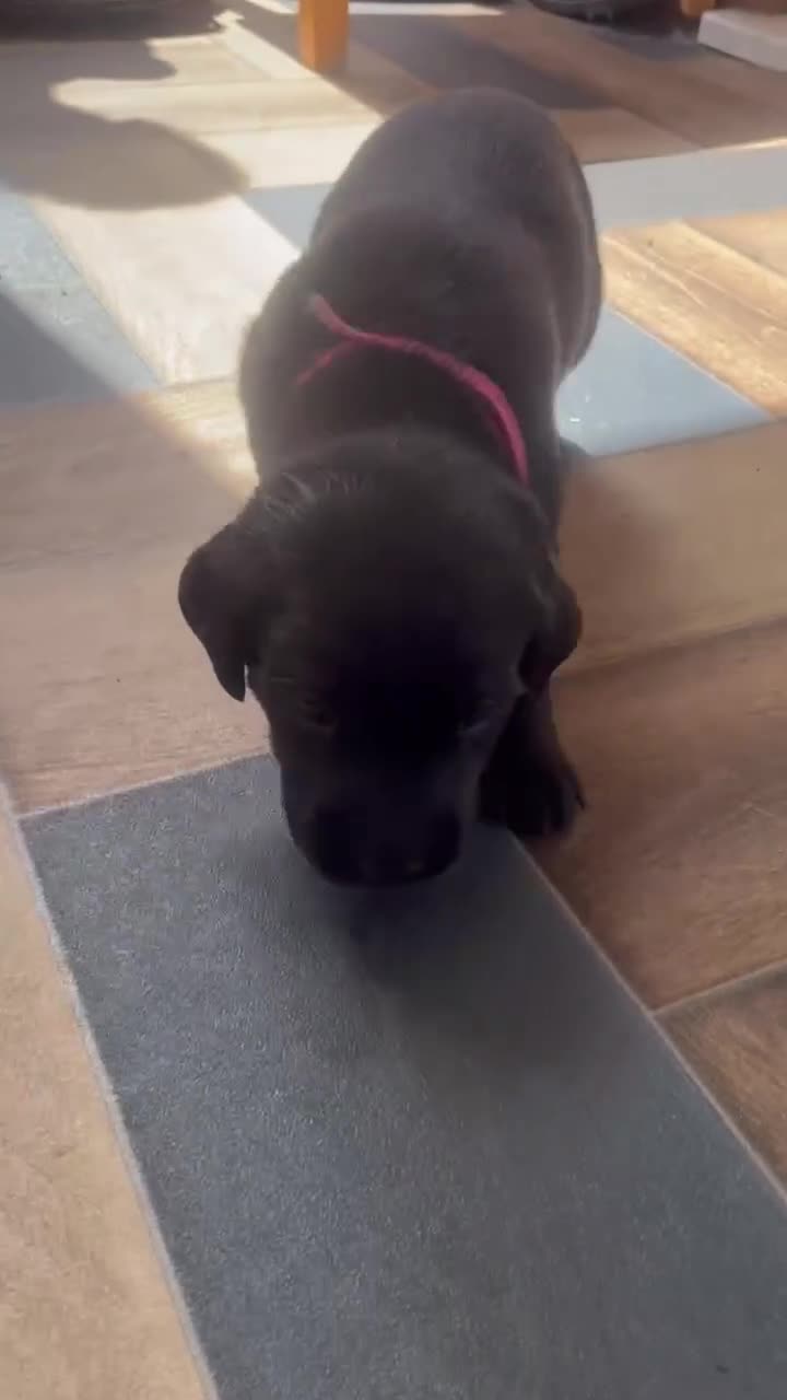 Labrador Retriever dogs for sale: 6x KC Reg Labrador's 3b /3g  2 black 4 Golden - Video 3