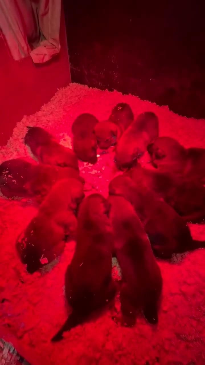 German Shepherd dogs for sale: German shepherd puppy  - Video 1