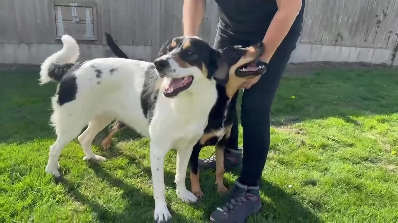Mixed Breed dogs for adoption: Toffee and Treacle waiting for someone to love  - Video 1