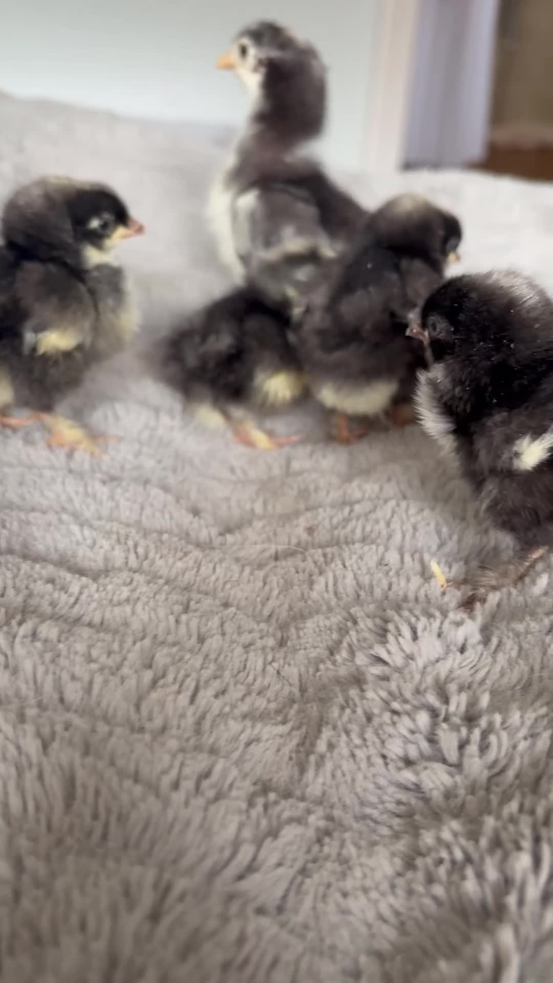 Chickens poultry for sale: Olive Egger Chicks - Video 1