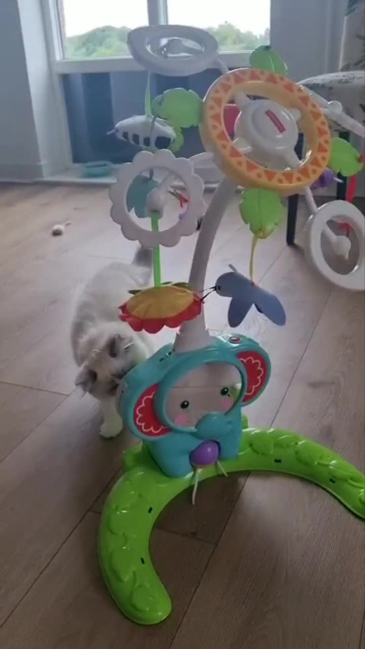 Ragdoll cats for sale: 💞BEAUTIFUL FULL PEDIGREE TICA RAGDOLL KITTENS 💞 - Video 1