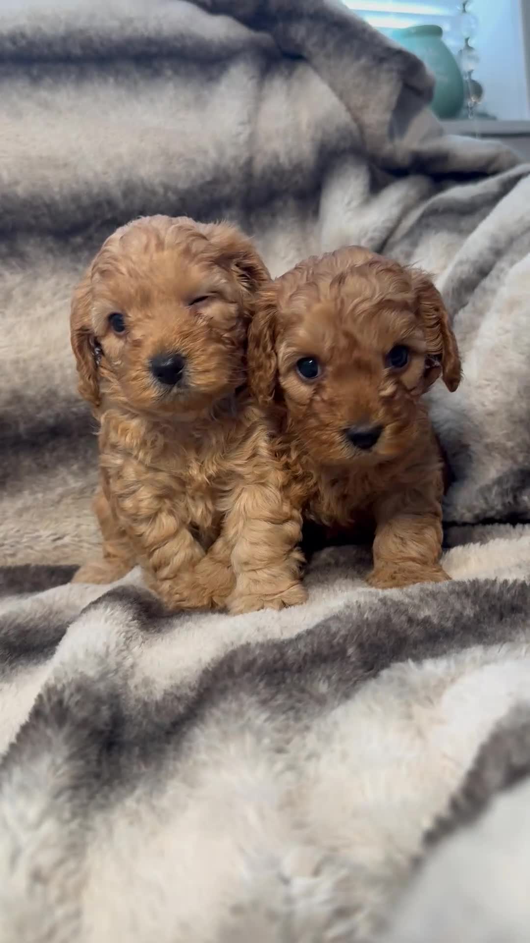 Cavapoo dogs for sale: Teddy bear F1B cavapoo - Video 4