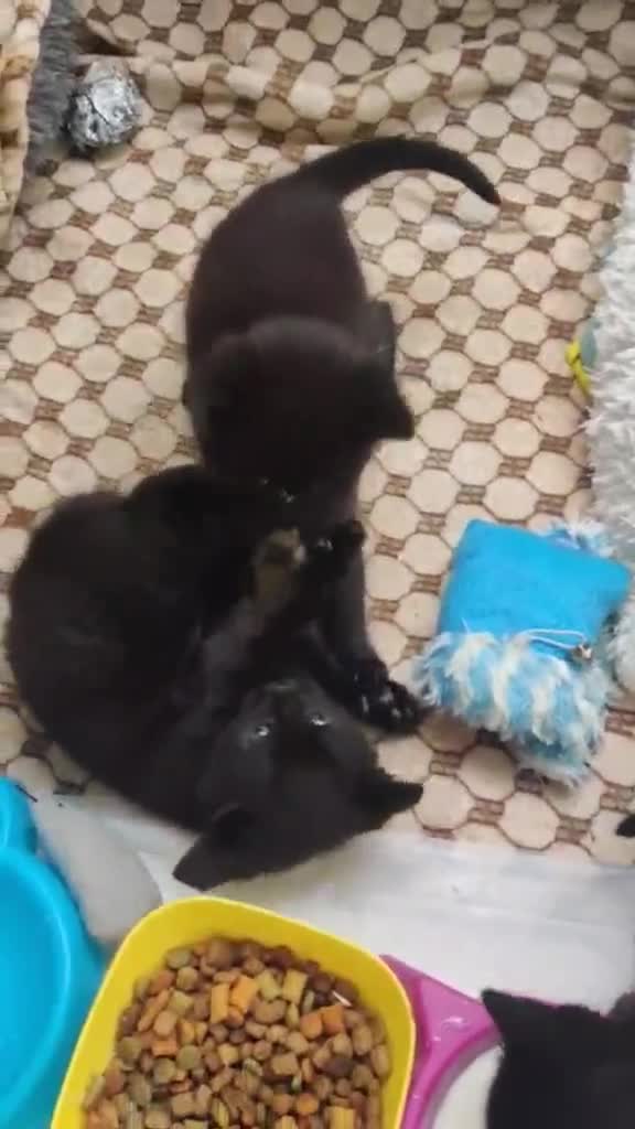 Mixed Breed cats for sale: Adorable 2 kitten  - Video 2