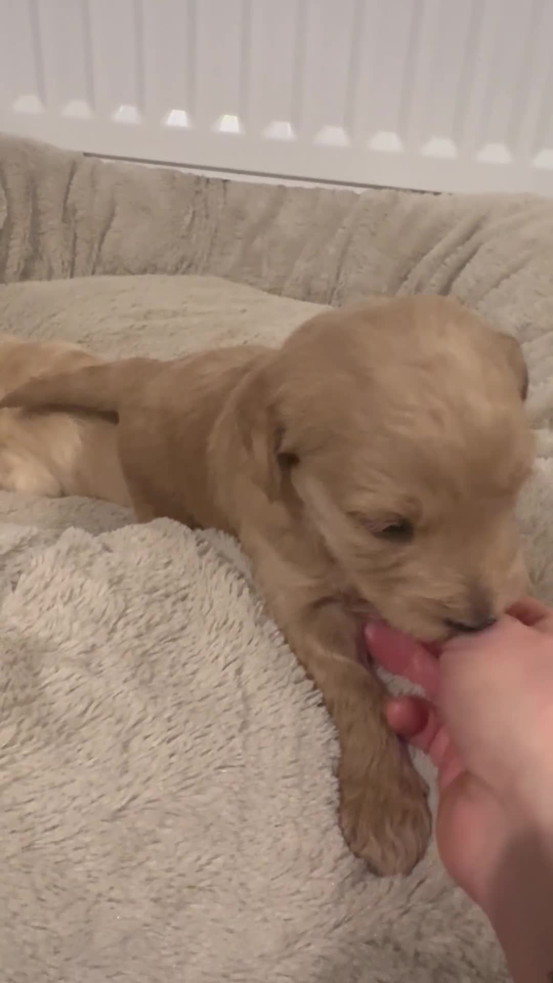 Goldendoodle dogs for sale: F1 Golden Doodles  - Video 5