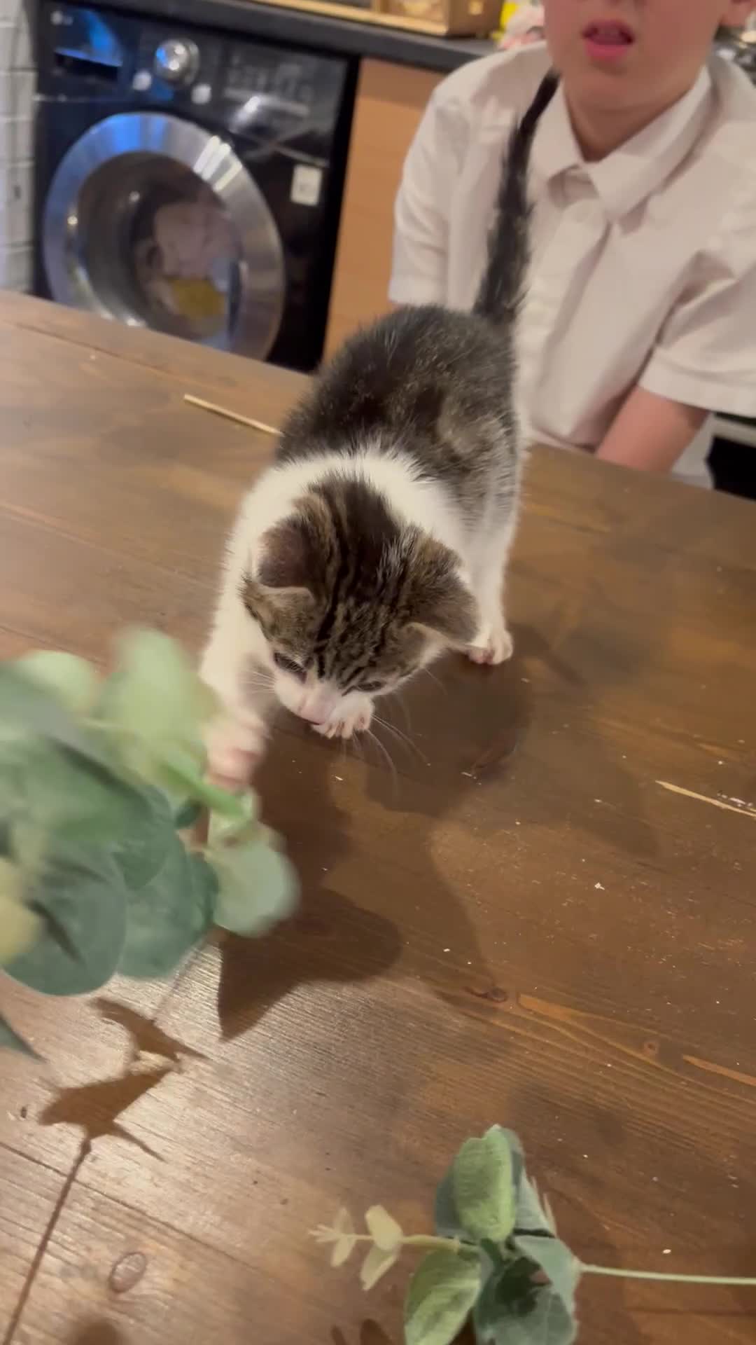 Mixed Breed cats for sale: Beautiful Short Hair Kittens - Video 4