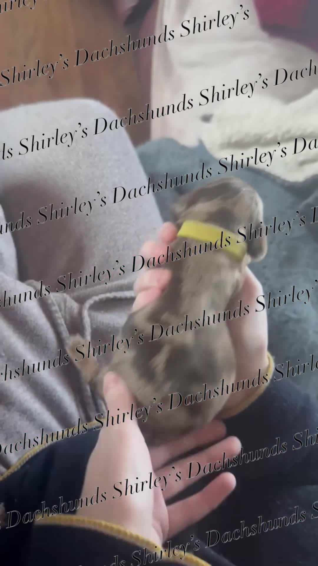 Miniature Dachshund dogs for sale: Longhaired Miniature Dachshunds KC Registered  - Video 4