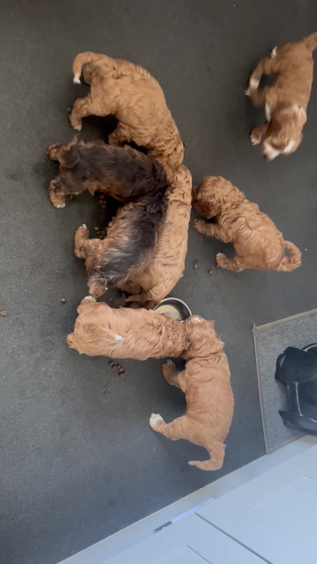 Cockapoo dogs for sale: Ready to leave Cockerpoo Puppies F1 - Video 1