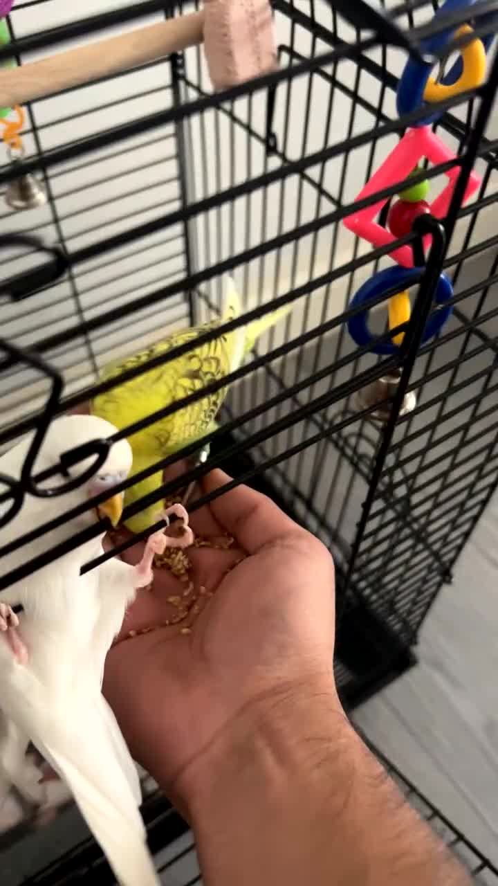 Budgerigars birds for sale: 2 Budgies + Cage  - Video 1