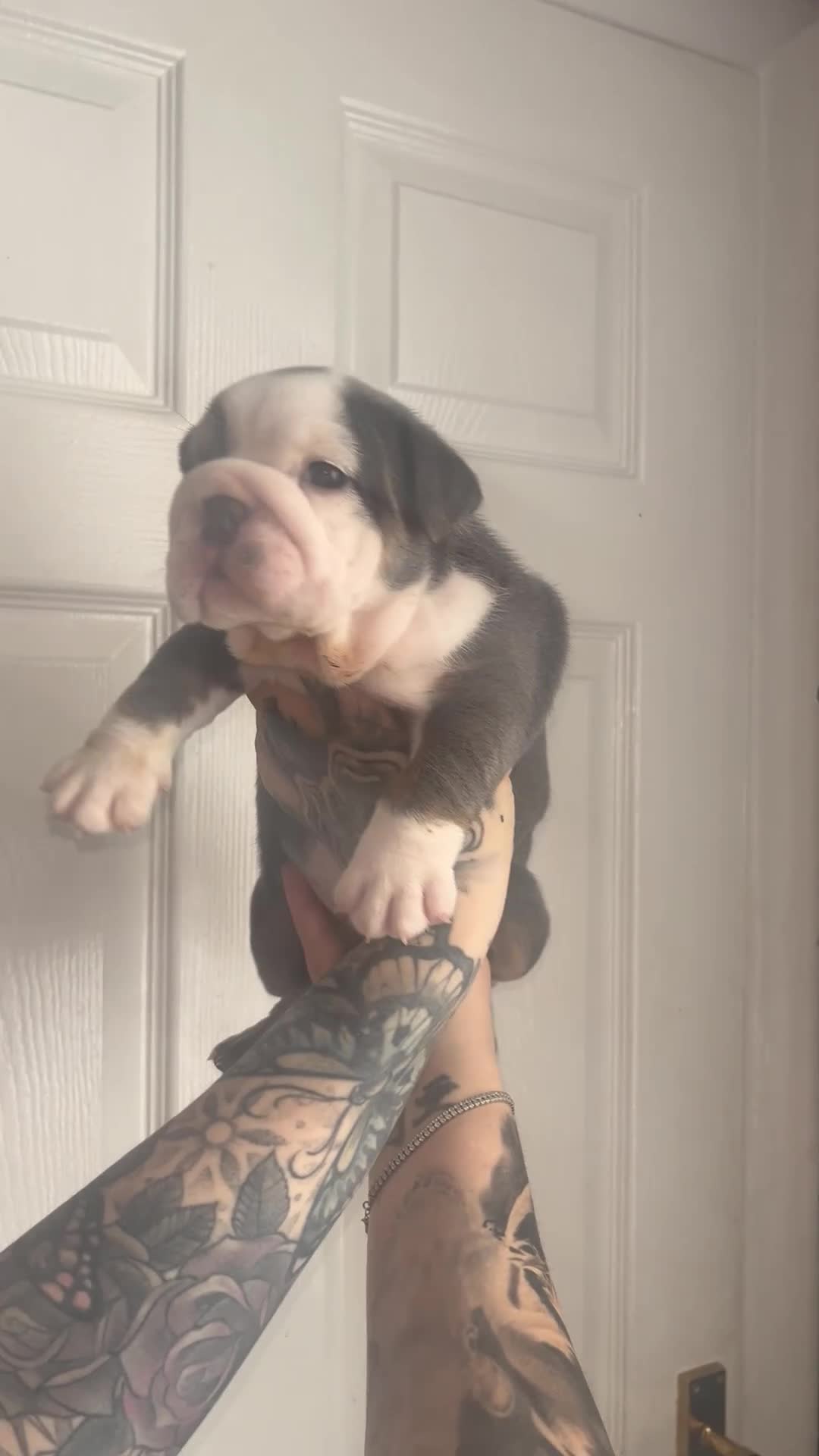 English Bulldog dogs for sale: English bulldogs fluffy carriers - Video 2