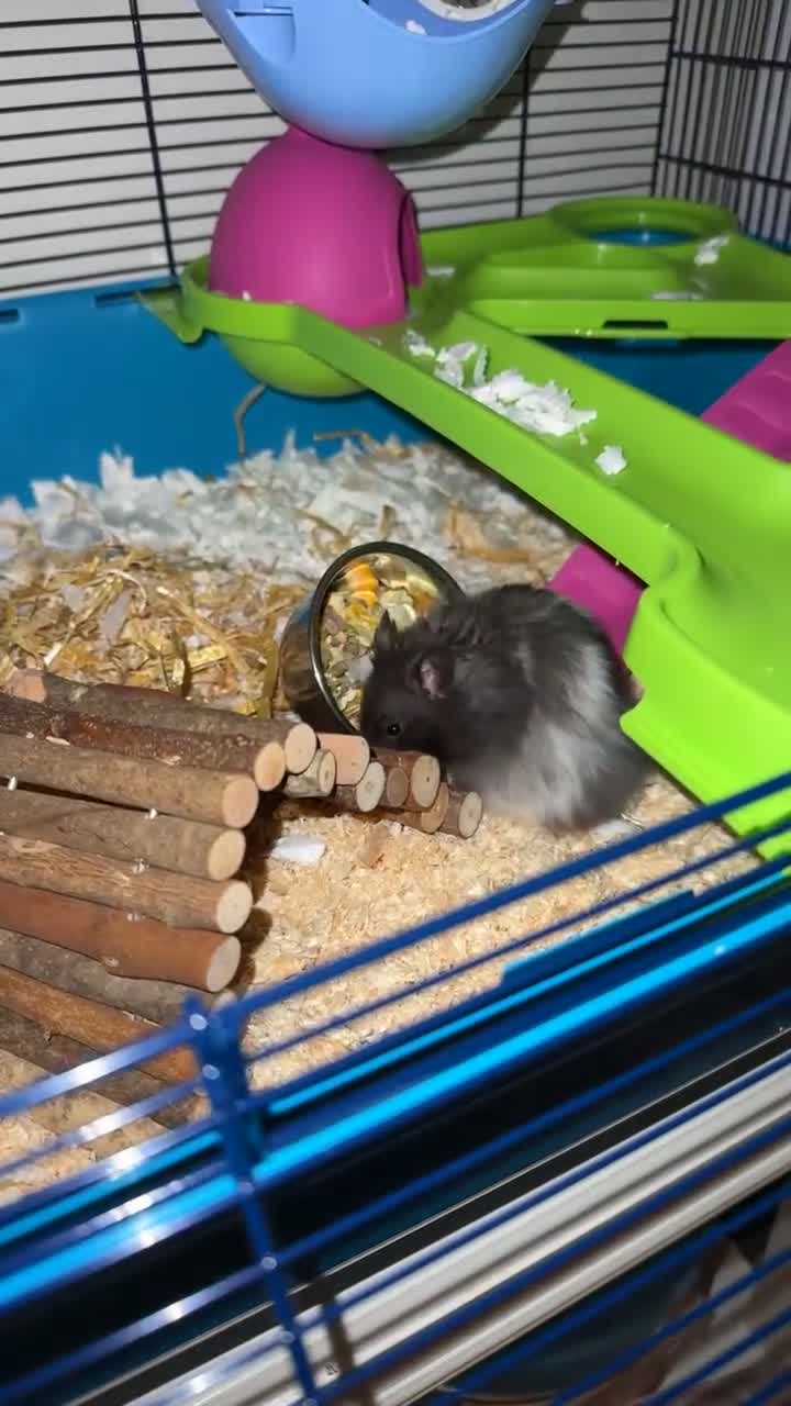 Hamster rodents for sale: Syrian Black And White Fluffy Hamster - Video 2