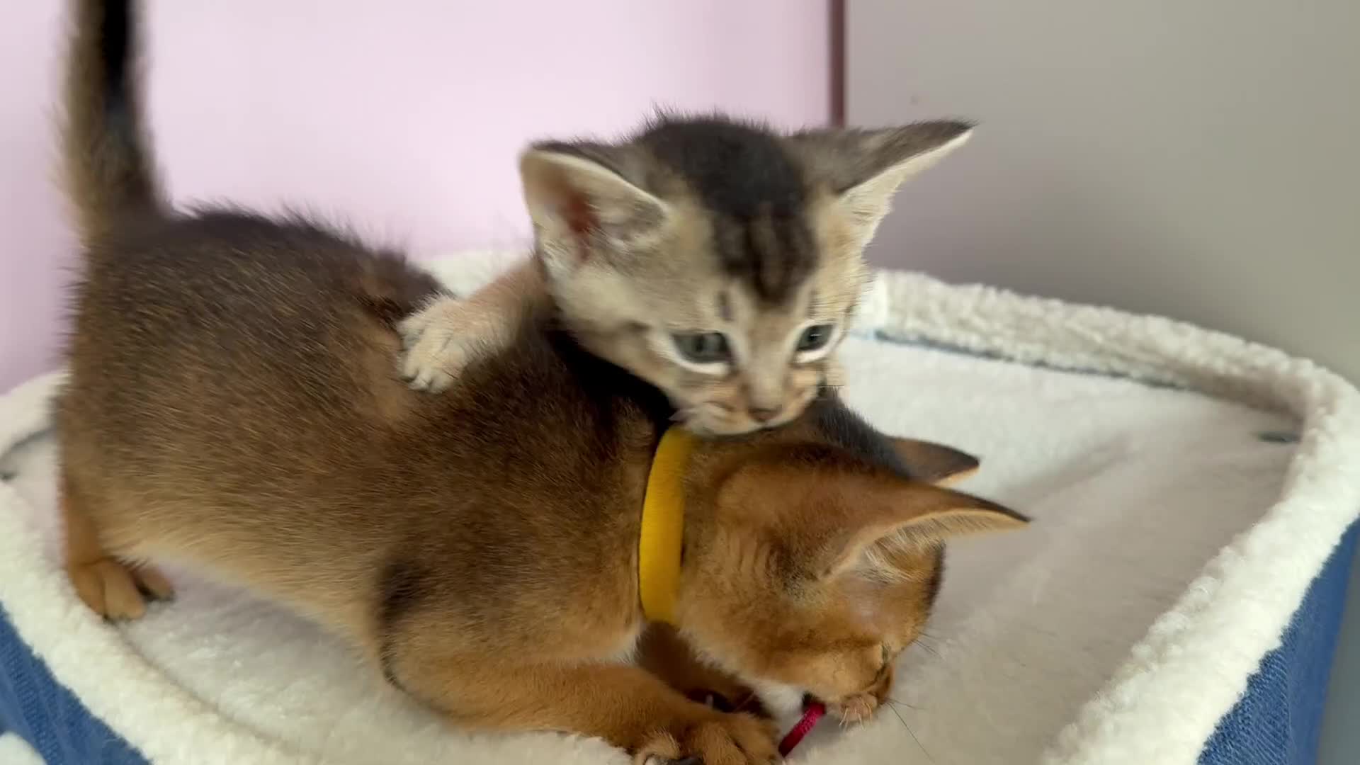 Abyssinian cats for sale: TICA reg Abyssinian sweet kittens rare colours  - Video 1