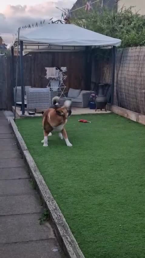 Akita dogs for sale: American Akita puppies on the way 21st of November - Video 1