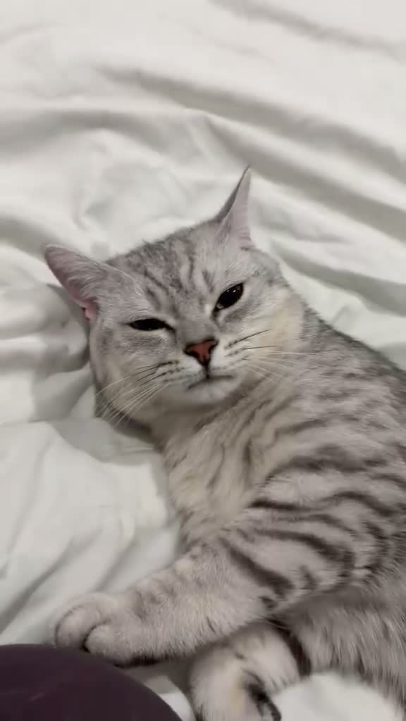 Mixed Breed cats for sale: Beautiful BSH × Siberian Kittens🤍 in Oldham - Video 2