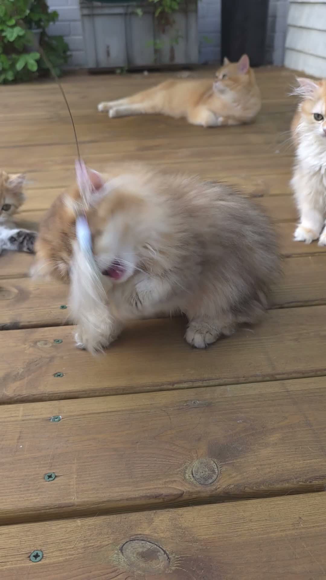 British Longhair cats for sale: Fantastic Pedigree Boy - Video 1