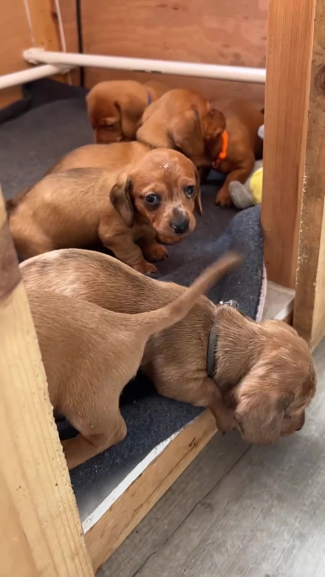 Miniature Dachshund dogs for sale: Miniature dachshund puppies - Ready Now!   - Video 4