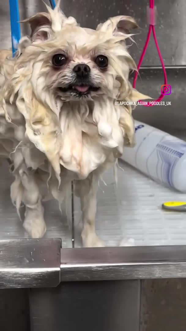 Pomeranian dogs for stud: Stunning optic white boy for stud duties in Lanark - Video 2