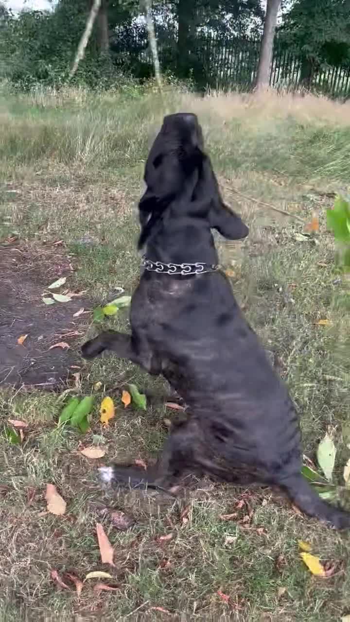 Cane Corso dogs for stud: ZEUS CANECORSO STUD - Video 1