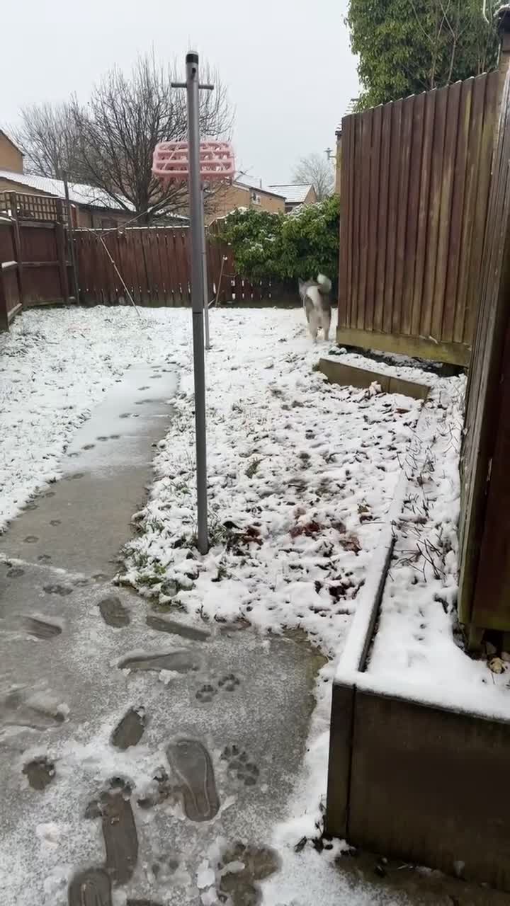 Japanese Akita Inu dogs for sale: Japanese Akita in need of rehoming. - Video 1