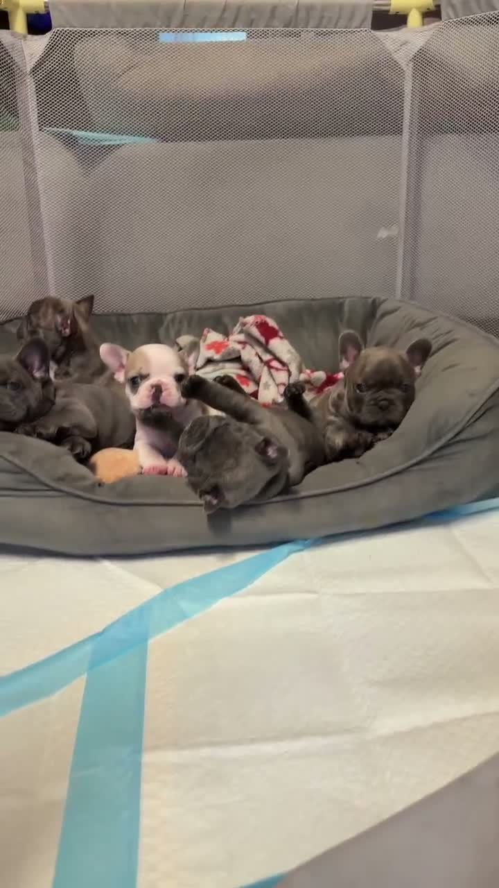 French Bulldog dogs for sale: Pedigree French Bulldog Puppies – Home-Raised - Video 1