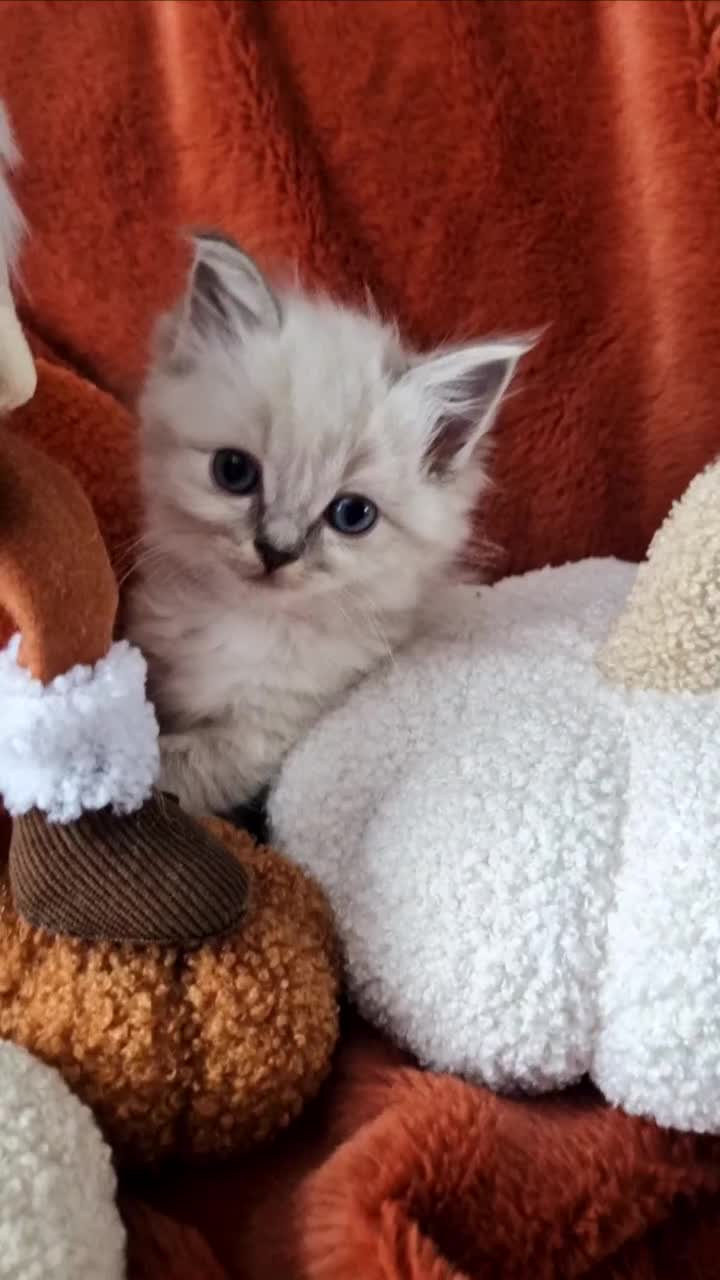 Ragdoll cats for sale: 🥰Fluffdoll Ragdoll Gorgeous Girls 🥰 - Video 5