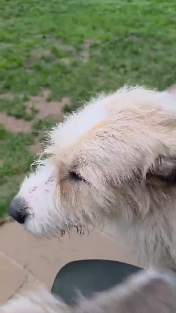 Mixed Breed dogs for adoption: Harley 💙 ( & brother Hershey )  - Video 4