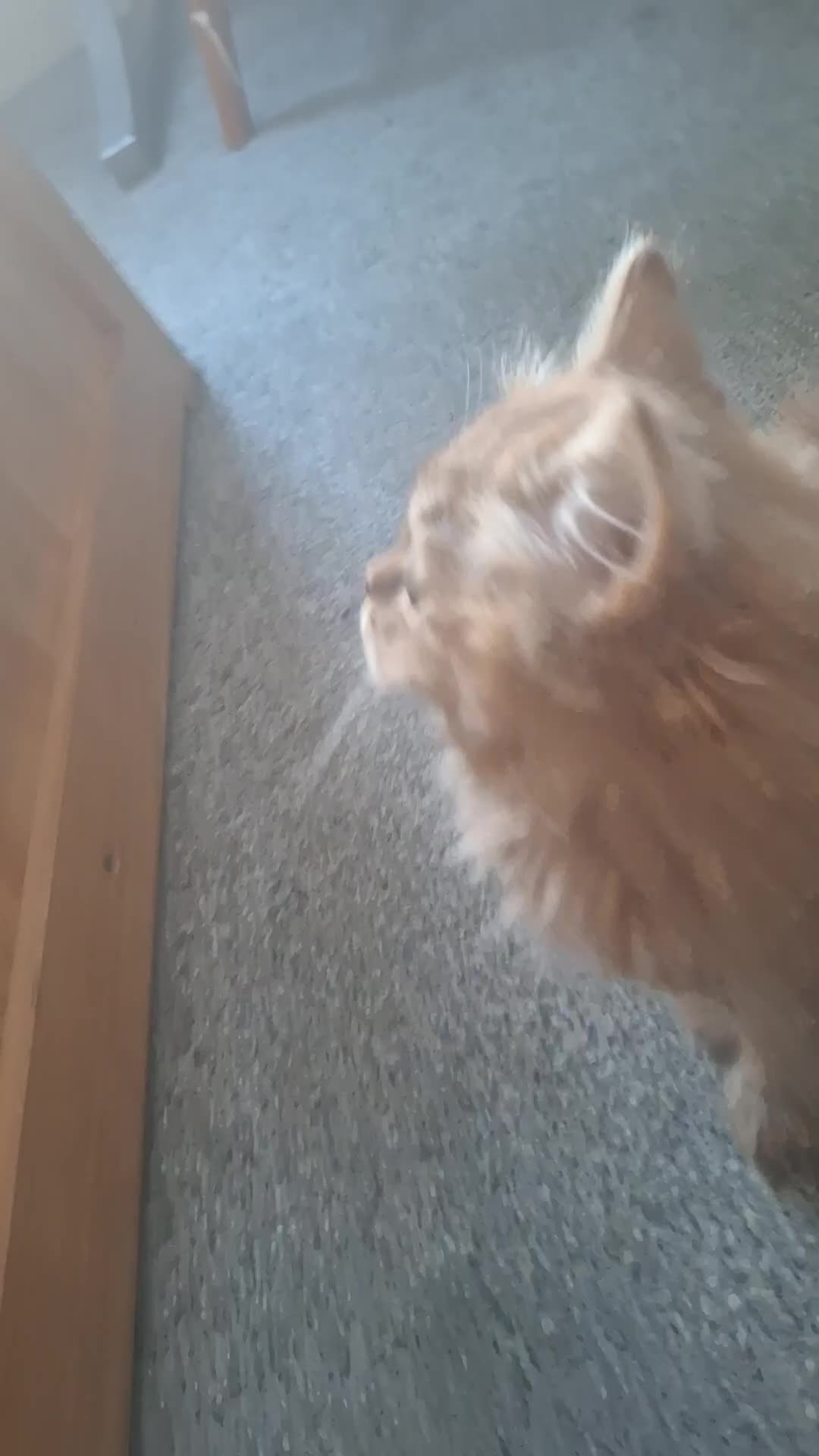 British Longhair cats for sale: READY NOW Tabby female Pedigree BLH - Video 1