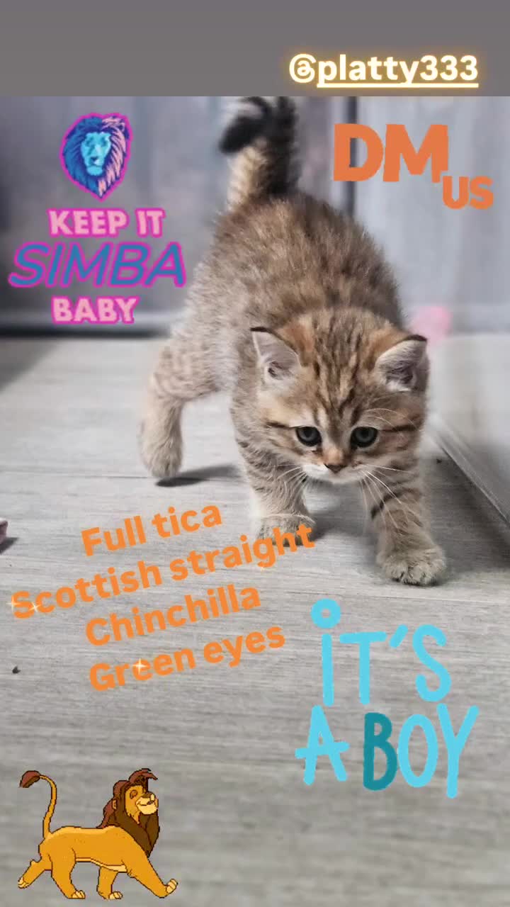 Scottish Fold cats for sale: Full TICA reg Scottish fold ready now london  - Video 3