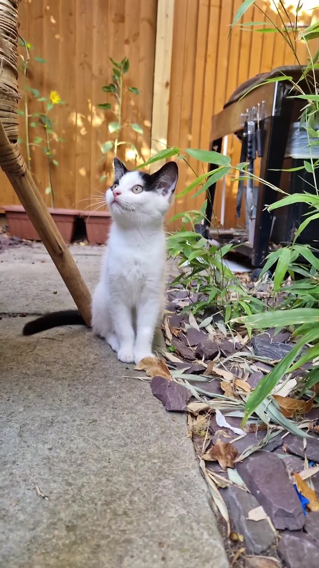 Domestic Shorthair cats for sale: Kittens in Oxford - Video 1