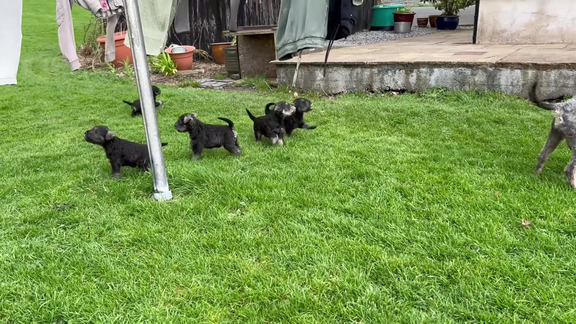 Miniature Schnauzer dogs for sale: Kc reg health checked gorgeous puppies  - Video 1