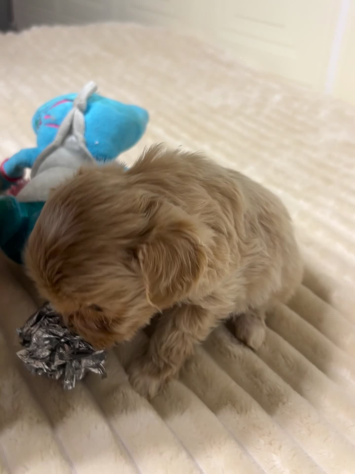 Maltipoo dogs for sale: 🩷3 Gorgeous Maltipoo Puppies🩷 - Video 3