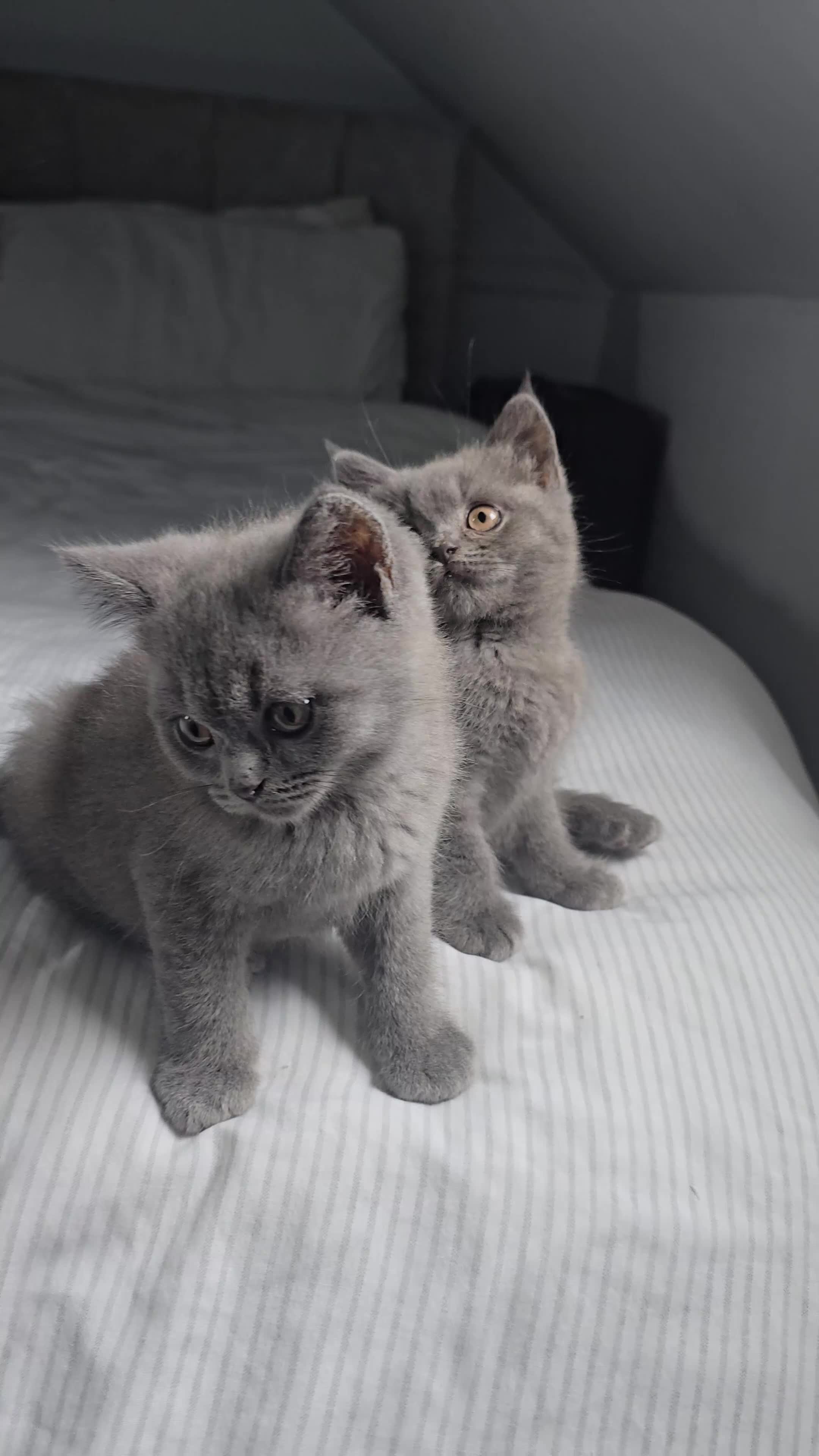 British Shorthair cats for sale:  British  Shorthair  kittens  - Video 2
