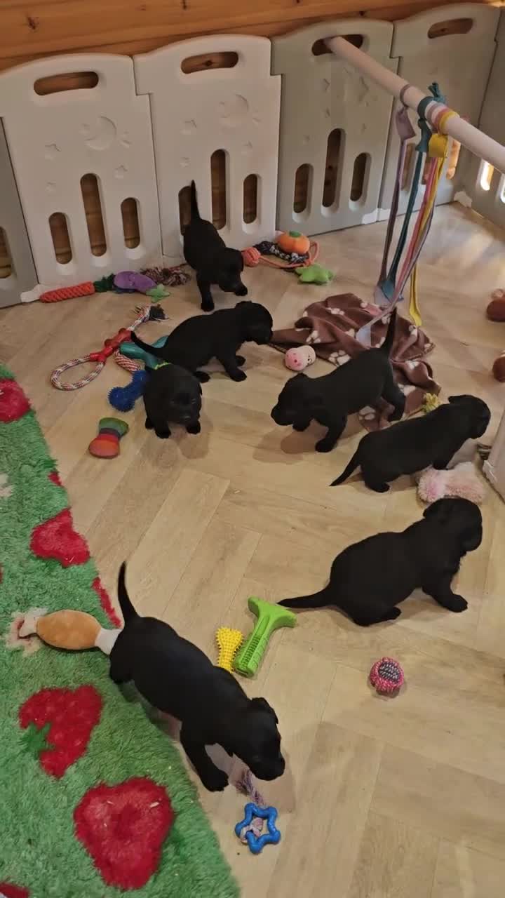 Labrador Retriever dogs for sale: 7 STUNNING BLACK KC REGISTERED LABRADORS - Video 1