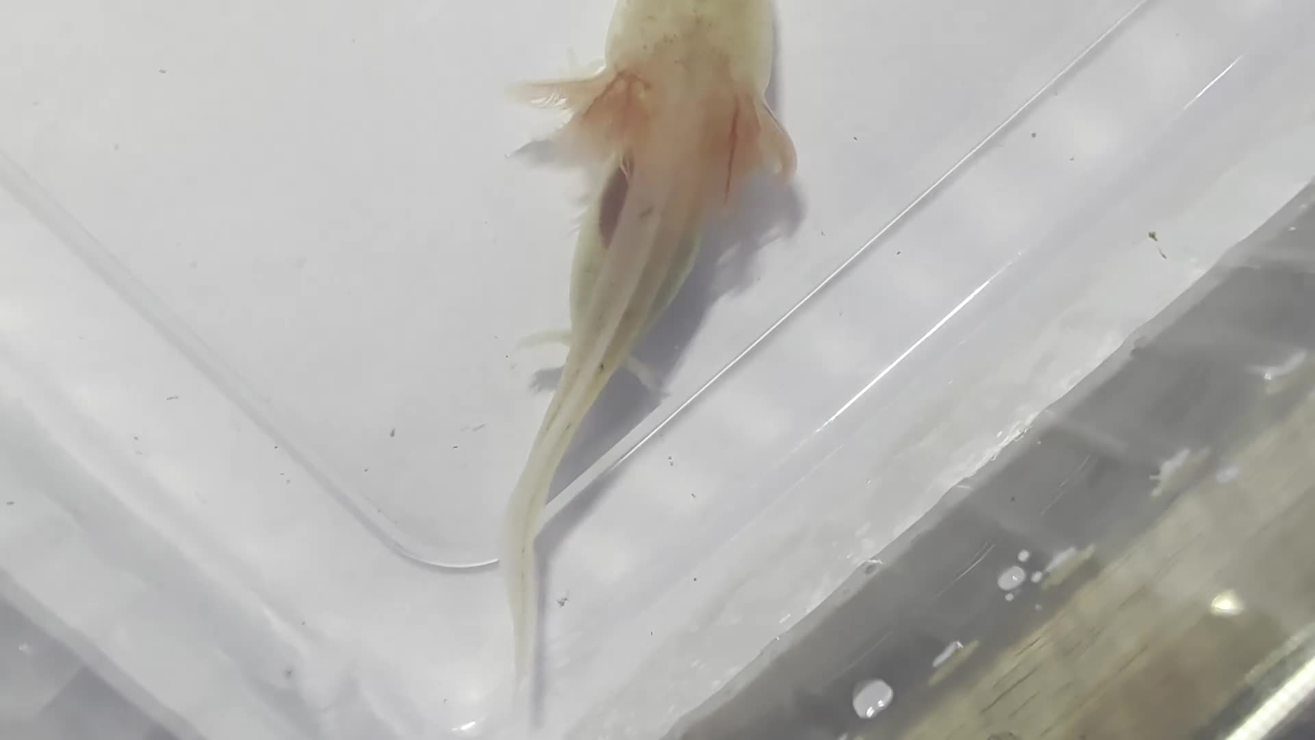 Axolotl reptiles for sale: Baby leucistic axolotls for sale.  - Video 1