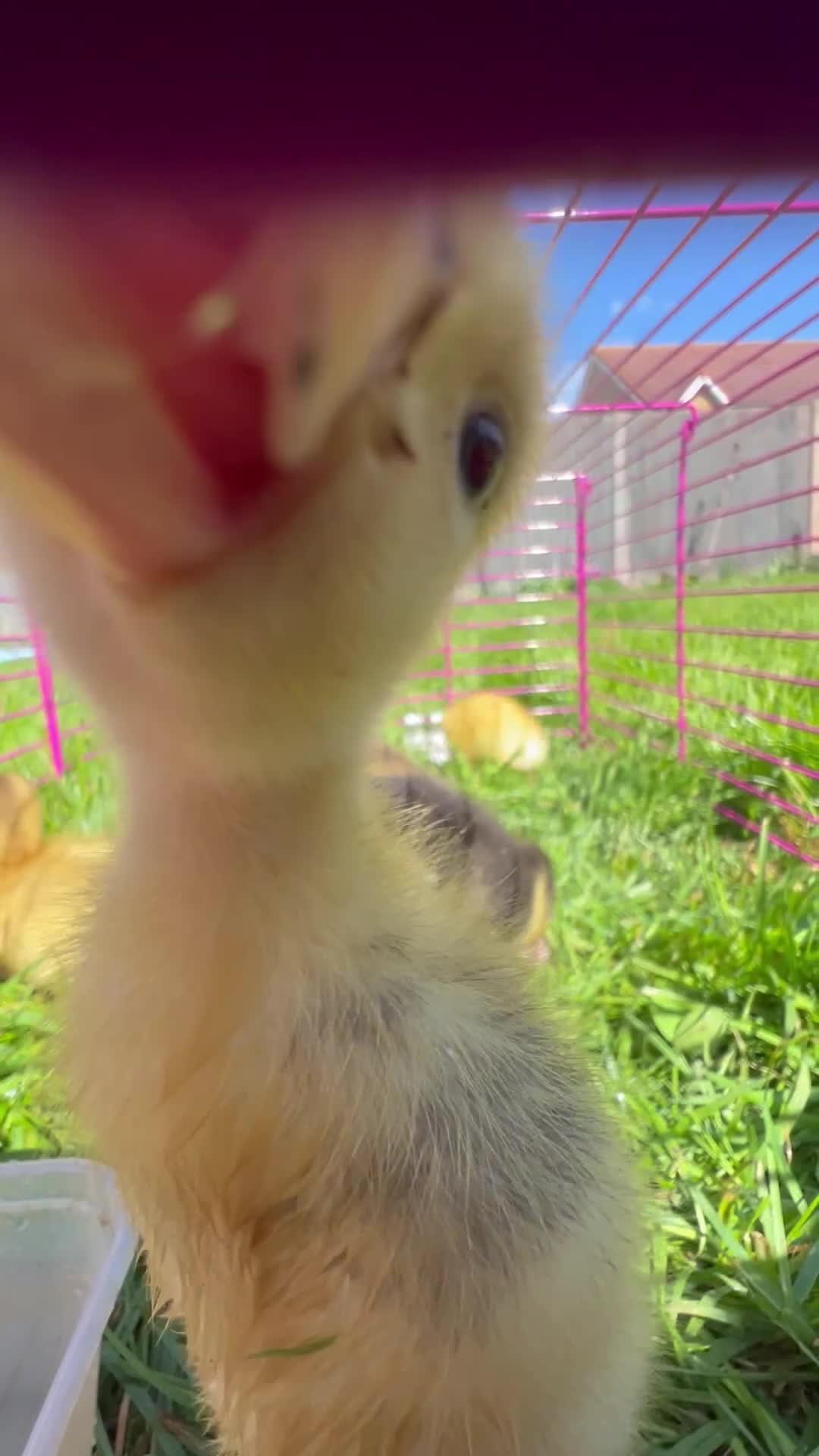 Ducks poultry for sale: Indian runner ducklings for sale  - Video 1