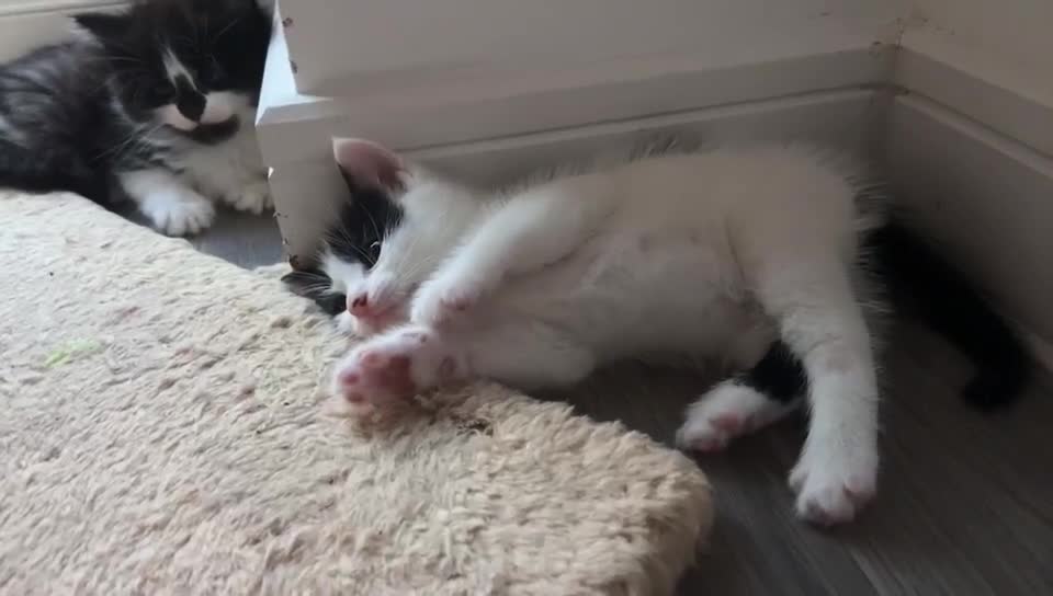 British Longhair cats for sale: 4 Cute adorable kittens looking for a good home - Video 2