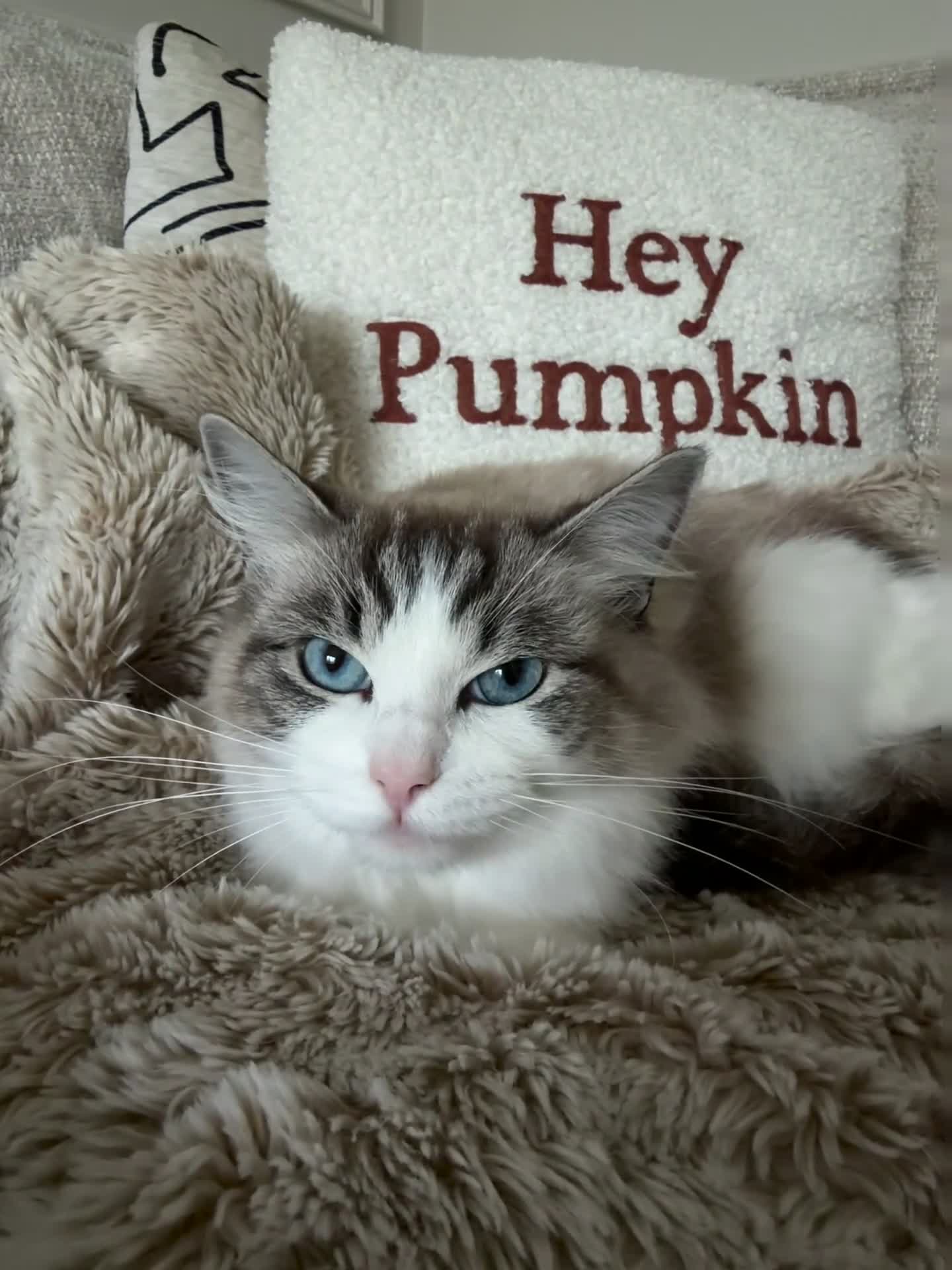 Ragdoll cats for sale: Two GCCF Ragdoll Sisters! PRICE FOR BOTH!  - Video 3