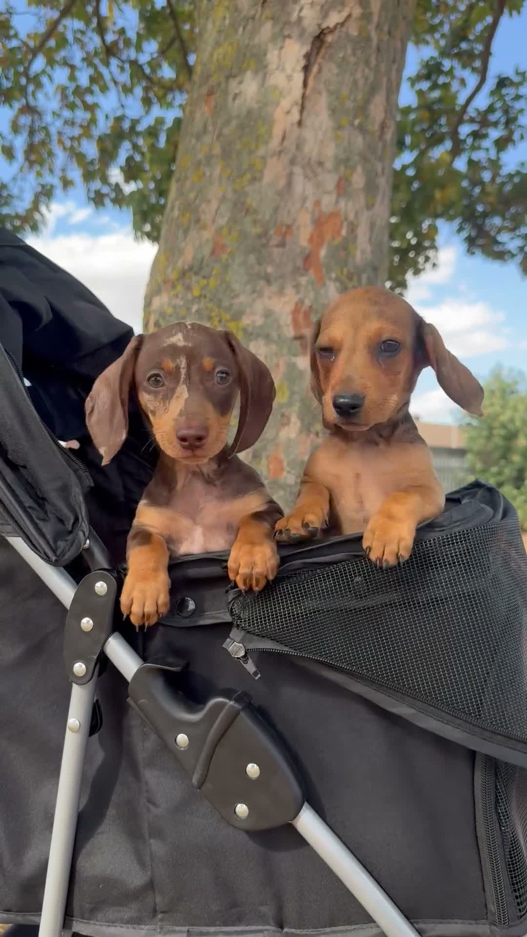 Miniature Dachshund dogs for sale:  🐾 READY NOW full panel health clear kc  - Video 1