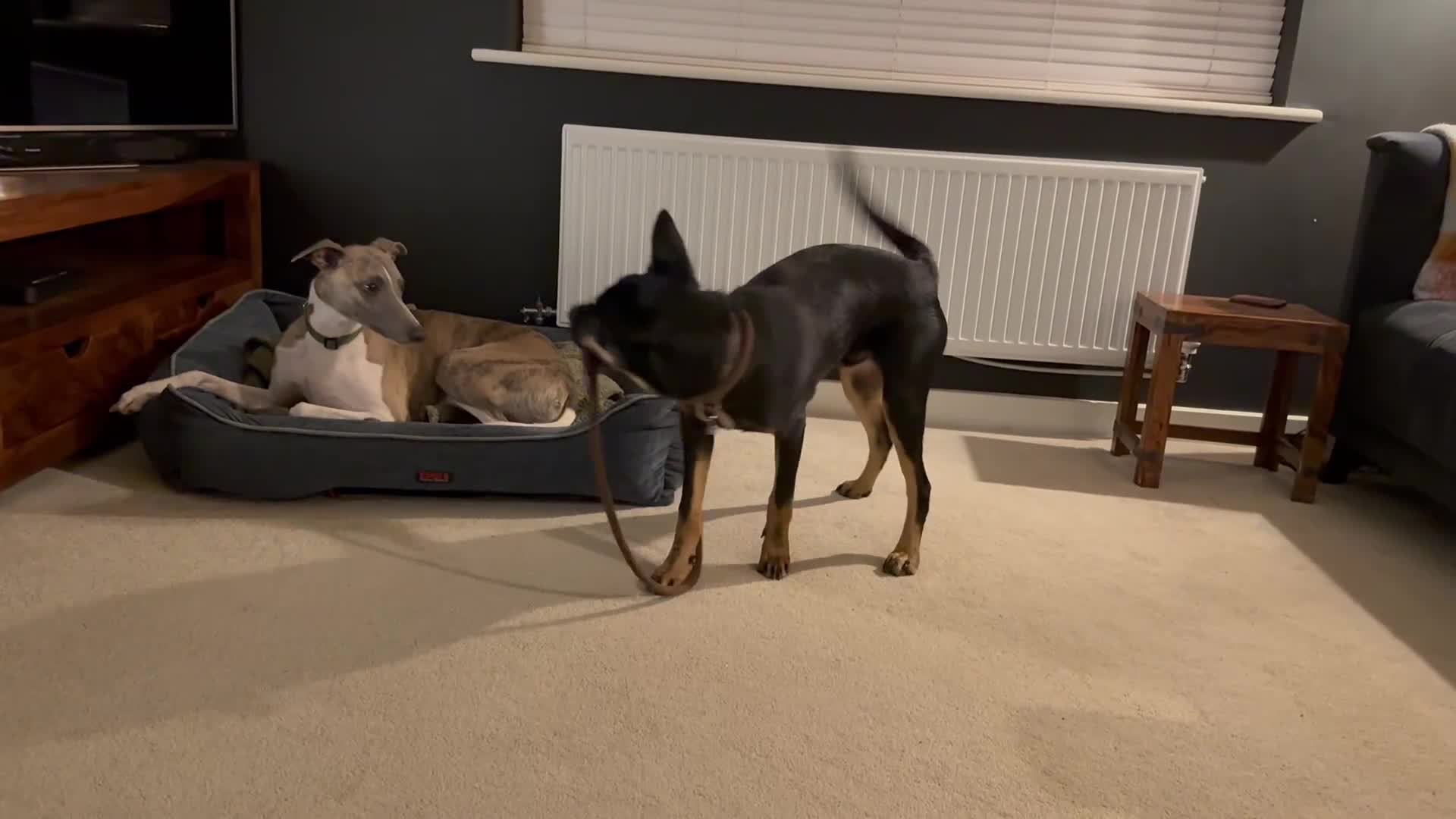 Mixed Breed dogs for sale: Kelpie / Heeler cross - Video 1