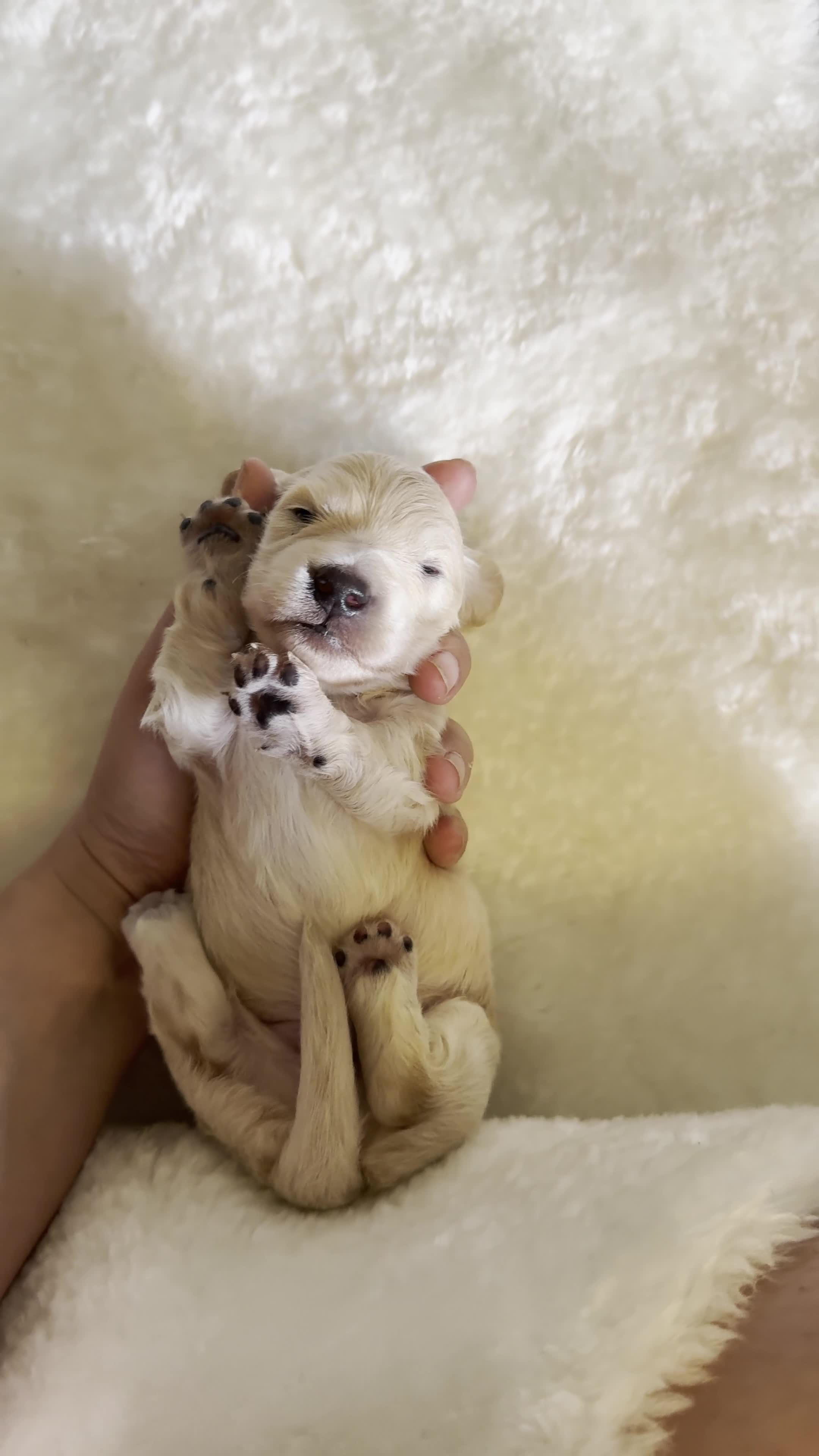 Miniature Dachshund dogs for sale: KC Registered Cream Miniature Dachshund Puppies🐶 - Video 4